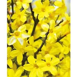 Жасмин жовтий (ампельний) "Nudiflorum" 2х річний (вазон С1) (184783) 1 саженец