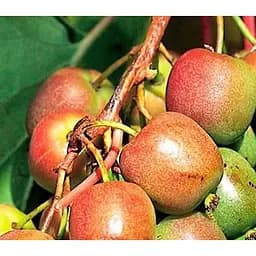 Саджанець Agro-Market Актинідія аргута Баєрн-Ківі (міні-ківі, морозостійкий сорт) 2-х річна вазон С2 висота 45-85 см 1 саджанець (179768)