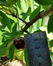 Саджанець Agro-Market Вишня карликова куляста Очікування 1 шт. в упаковці (37368) - мініатюра 3