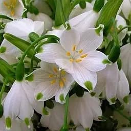 Белоцвет Aestivum (61801) 3 шт