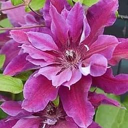 Саджанець Agro-Market Клематис 3-х річний My Beauty С2 (61677)