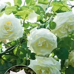 Троянда плетиста Agro-Market Lemon Pillar 1 шт. в упаковці (17371)