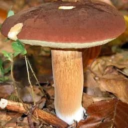 Сухий зерновий міцелій "Польський гриб" 100г (45196)