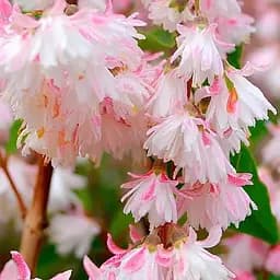 Дейция шерстистая Codsall Pink (188469) 1 саженец в упаковке