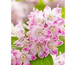 Саженец Agro-Market Дейция гибридная Raspberry Sundae (177163) 1 шт. в упаковке