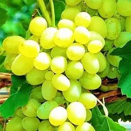 Саженец Agro-Market Виноград Супер экстра (очень ранний срок созревания) 1 шт. в упаковке (19806)