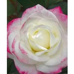 Саджанець Agro-Market Троянда чайно-гібридна Атена (клас АА +) вищий сорт (15958) 1 шт.