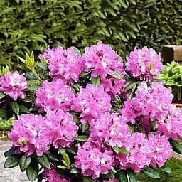 Саджанець Agro-Market Рододендрон рожевий Розінетта (Rosinetta) (25719)