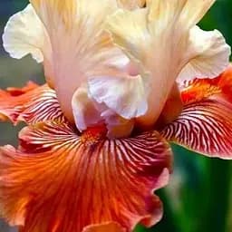 Ирис бородатый крупноцветковый "Mandarin Morning" 1 шт (44552)