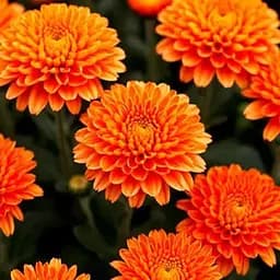 Хризантема мультифлора куляста "Seminole Orange" (189664) 1 саженец