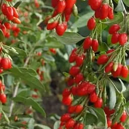 Годжи 2-х летний Agro-Market "New Big" (укорененный в контейнере) (189220) 1 саженец в упаковке