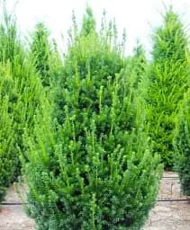 Саджанець Agro-Market Тис ягідний Baccata С2 висота 15-25 см 1 шт. в упаковці (138765)