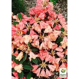 Саджанець Agro-Market Рододендрон персиковий Флаутандо (Flautando) (25905) 1 шт. в упаковці - мініатюра 3