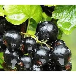 Саджанець Agro-Market Смородина чорна Чорний Бумер укорінена в контейнері (ранній термін дозрівання, смак один із найкращих серед великоплідних) 1 саджанець (152620)