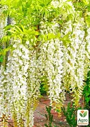 Гліцинія 3-х річна японська "Альба'' (Wisteria chinensis Longissima Alba) С2 висота саджанця 60-100см (185368) 1 саженец Нідерланди - мініатюра 4