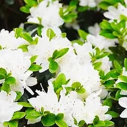 Саджанець Agro-Market Азалія Японська Nene (100314)