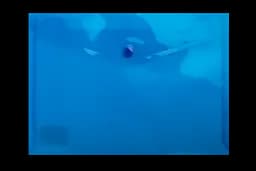 Папка-конверт А5 на кнопке, прозрачная, синяя BM.3936-02 BUROMAX (4823078953575)