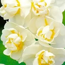 Нарцисс "Cheerfulness" 2 шт (17195)