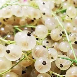 Саженец Agro-Market Смородина (белая Пандора Pandora) премиальный морозостойкий сорт) 1 шт. в упаковке (24248)