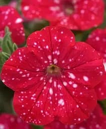 Петунія Agro-Market Famous Cherry Sky ампельна 1 саджанець в упаковці