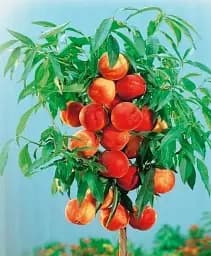 Саджанець Agro-Market Персик колоновидний жовто-червоний Тотем садівника (Totem gardener) (преміальний річний великоплідний сорт) 1 шт. в упаковці (21351)