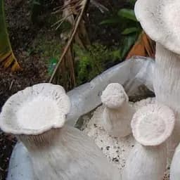 Міцелій на дубових брусочках "Глива Чаудинского гриб" 10шт (45250)