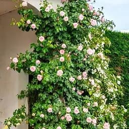 Троянда англійська Agro-Market плетиста Сент Свізан саджанець класу АА+ вищий сорт 1 шт. в упаковці (178150)