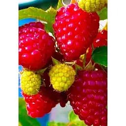 Саджанець Agro-Market Малина Недосяжна (ремонтантний зимостійкий великоплідний сорт) 2 шт. в упаковці (44812)