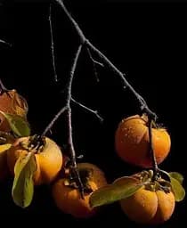 Саджанець Agro-Market Хурма на віргінській морозостійкій підщепі Нікітська бордова® вищий сорт! (21383) 1 шт. в упаковці - мініатюра 7