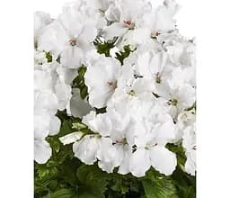 Саджанець Agro-Market Пеларгонія Королівська Candy Flowers White (контейнер №10 висота 10-20 см) (176667) 1 шт. в упаковці