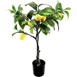 Лимонне дерево Hvoya в горщику 75 см