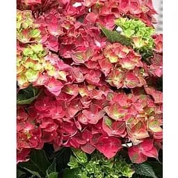 Гортензія квітуча крупнолистова "Magical Ruby Tuesday" вазон С1,5 (184871) 1 саженец