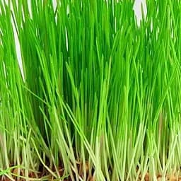 Насіння Agro-Market Мікрозелень Пшениця у банці 30 г (45223)