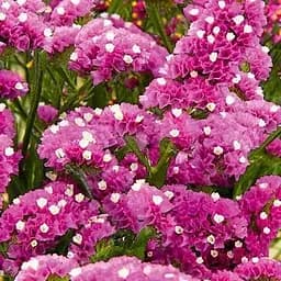 Статиця "Purple Attraction" (кермек лимоніум сухоцвіт) (190071) 1 саджанець