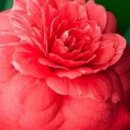 Камелия японская "Margherita Coleoni" (187245) 1 саженец