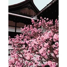 Картина по номерам Японская вишня 40х50 см 10527-AC