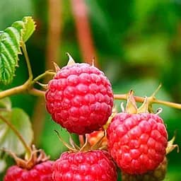 Саджанець Agro-Market Малина Новокитаївська (ранній термін дозрівання, сорт добре стійкий до хвороб) 2 саженца в упаковке шт. (177734)