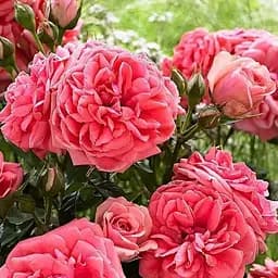 Троянда флорибунда Agro-Market Кімоно саджанець класу АА+ вищий сорт 1 шт. в упаковці (177029)