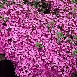 Мильнянка Сапонарія "Rose" (квітучий килим у вашому саду) (189564) 1 саженец