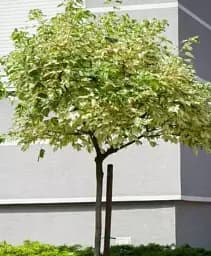 Саджанець Agro-Market Клен штамбовий строкатий Leopoldii С5 висота 160-180 см 1 шт. в упаковці (180087)