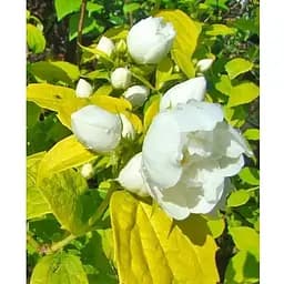 Жасмин гібридний садовий (чубушник) "Yellow Hill" 2х річний (вазон С2) (175127) 1 саженец