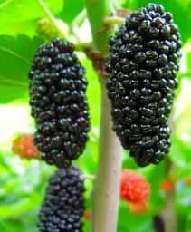 Саджанець Agro-Market Шовковиця великоплідна Чорний принц (літній сорт, середній термін дозрівання) 1 шт. в упаковці (24017)