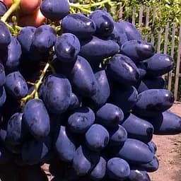 Саджанець Agro-Market Виноград Академік (дуже раннього терміну дозрівання) 1 шт. в пакуванні (48719)