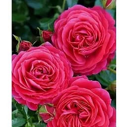 Роза в контейнере чайно-гибридная "Cherry Lady" (садник класса АА+) (185754) 1 саженец