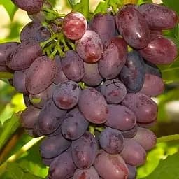 Саджанець Agro-Market Виноград Сатурн (кишмиш, ранній термін дозрівання, морозостійкість до -32⁰С) 1 шт. в пакуванні (48794)