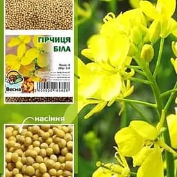 Насіння Весна гірчиця біла 100 гр (36861)