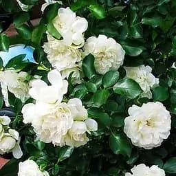 Троянда грунтопокривна Agro-Market Вайт мейланд саджанець класу АА+ вищий сорт New 1 шт. в упаковці (45916)