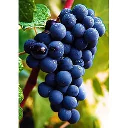 Саджанець Agro-Market Виноград темно-синій Чорне море (Black Sea) (преміальний високоврожайний винний сорт) 1 шт. в упаковці (44312)