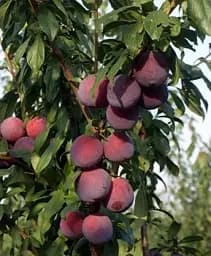 Саджанець Agro-Market Слива Лері Енн 1 шт. в упаковці (39991)