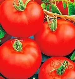 Насіння Весна на вагу Томат Великий воїн ціна за 1 г (178440)